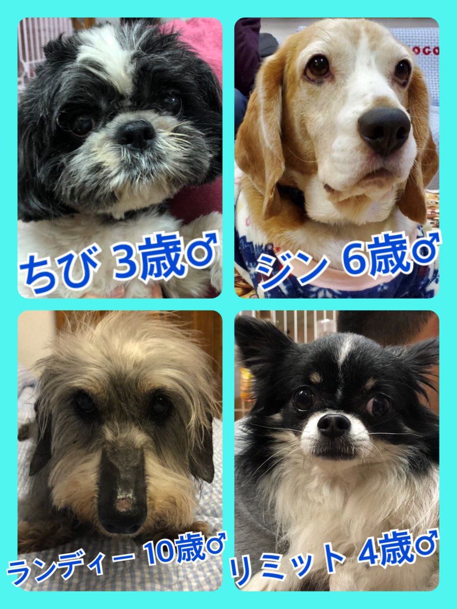 🐾今日の里親様募集中ワンコ🐶メンバーです🐾2020,4,22